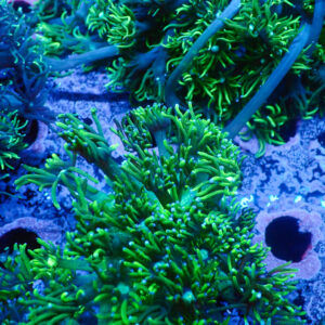 TC Goniopora Toxic Daisy