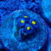TC Zoanthus AOI