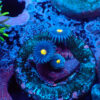 TC Zoanthus Blue Walter