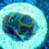 TC Zoanthus Tantrum - Imagen 2