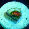 TC Zoanthus Flamming Brohican - Imagen 2