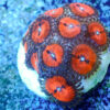 TC Zoanthus Bloodsucker - Imagen 2