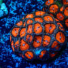TC Zoanthus Bloodsucker colonia - Imagen 2