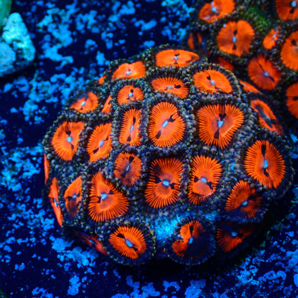 TC Zoanthus Bloodsucker colonia - Imagen 2