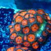 TC Zoanthus Bloodsucker colonia - Imagen 2