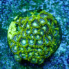 TC Zoanthus Blueberry Fields colonia - Imagen 2