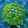 TC Zoanthus Blueberry Fields colonia - Imagen 2
