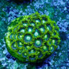 TC Zoanthus Blueberry Fields colonia - Imagen 2