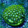 TC Zoanthus Blueberry Fields colonia - Imagen 2