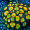 TC Zoanthus Sunny Deligth colonia - Imagen 2