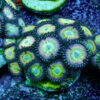 TC Zoanthus Candy Apple Rainbow - Imagen 2