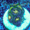 TC Zoanthus Nirvana - Imagen 2