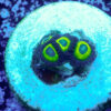 TC Zoanthus Lemon Kisses - Imagen 2