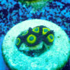 TC Zoanthus Lemon Kisses - Imagen 2