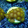 TC Zoanthus King Midas - Imagen 2