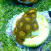 TC Zoanthus Tutti Frutti - Imagen 2