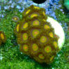 TC Zoanthus Tutti Frutti - Imagen 2