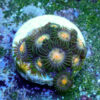 TC Zoanthus Gorilla Niples - Imagen 2