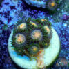 TC Zoanthus Gorilla Niples - Imagen 2