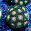 TC Zoanthus Gorilla Niples - Imagen 2
