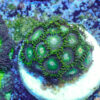 TC Zoanthus Tropical Emeralds - Imagen 2