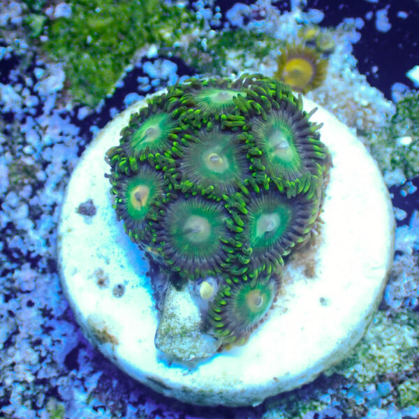 TC Zoanthus Tropical Emeralds - Imagen 2