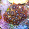 TC Zoanthus Tequila Sunrise colonia - Imagen 2