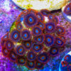 TC Zoanthus Tequila Sunrise colonia