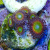 TC Zoanthus Vivid Rainbow - Imagen 2