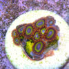 TCv Zoanthus Fruit Loops - Imagen 2