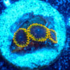 TC Zoanthus Tantrum