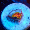 TC Zoanthus Flamming Brohican