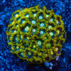 TC Zoanthus Blueberry Fields colonia