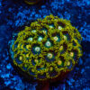 TC Zoanthus Blueberry Fields colonia