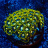 TC Zoanthus Blueberry Fields colonia