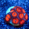 TC Zoanthus Bloodsucker