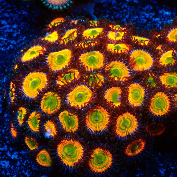 TC Zoanthus Sunny Deligth colonia