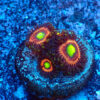 TC Zoanthus Lord of the Rings