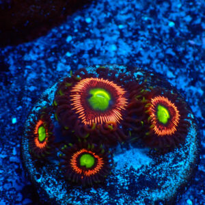 TC Zoanthus Lord of the Rings
