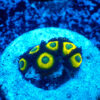 TC Zoanthus Lemon Kisses