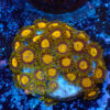 TC Zoanthus King Midas
