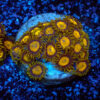 TC Zoanthus King Midas