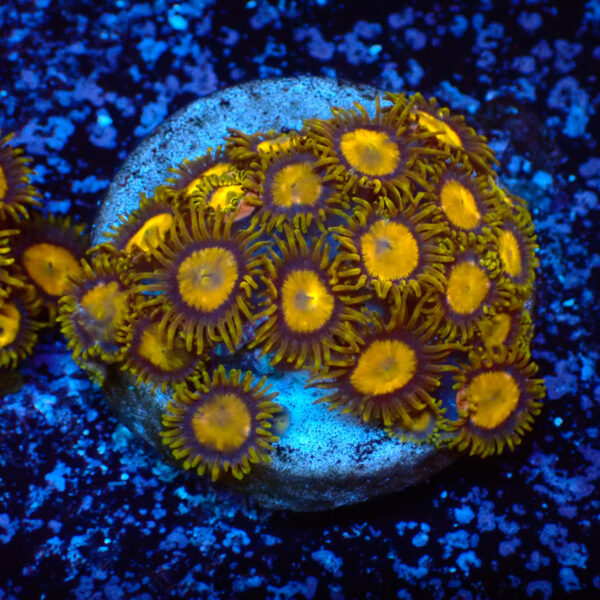 TC Zoanthus King Midas