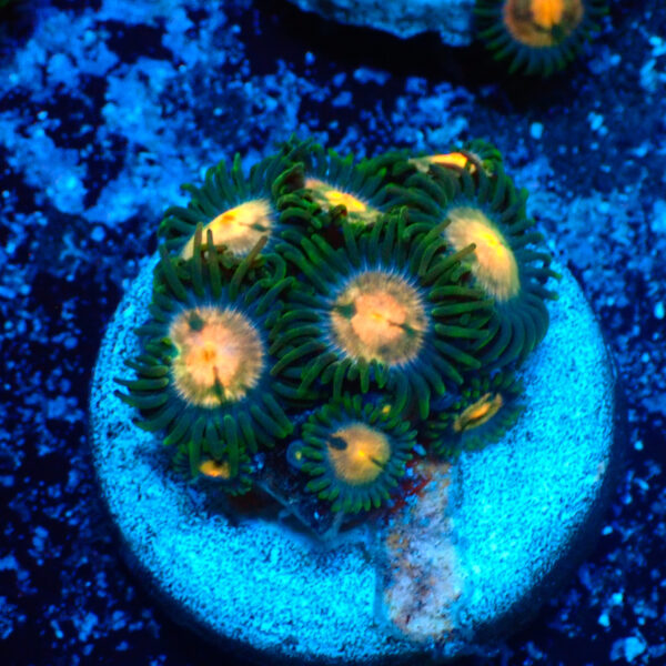 TC Zoanthus Gorilla Niples