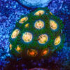 TC Zoanthus Gorilla Niples