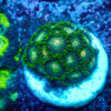 TC Zoanthus Tropical Emeralds