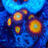 TC Zoanthus Vivid Rainbow