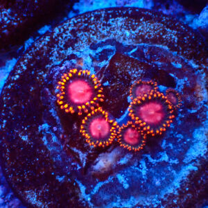 TC Zoanthus KH Sunburst