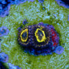 TC Zoanthus Stratosphere - Imagen 2
