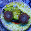 TC Zoanthus Koala Eye - Imagen 2